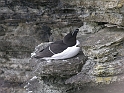 Razorbill - A